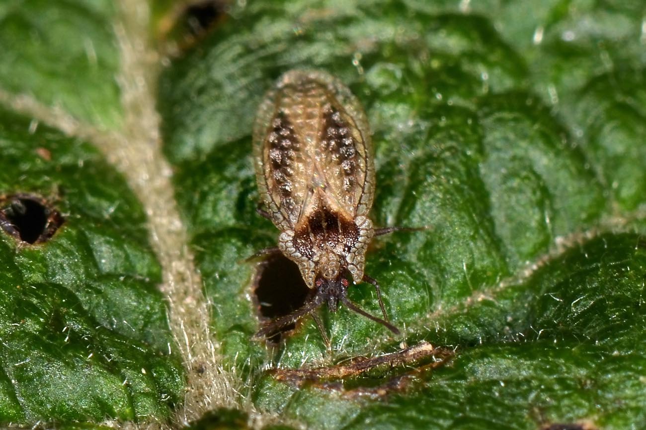 Tingidae: Derephysia sinuatocollis del Piemonte